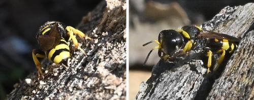 Ectemnius sp.